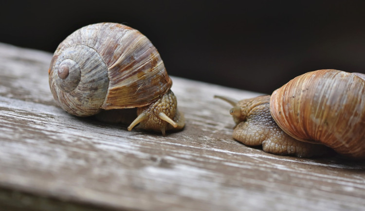 Tradice, nebo bizár na talíři? Šneci byli v Praze vyhlášenou pochoutkou