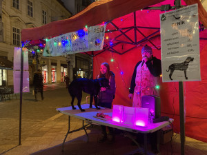 Kapři také cítí bolest, míní aktivisté v Brně. Od zabíjení ryb odrazují prodejem vánočních psů