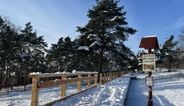 Na louce za brněnským sídlištěm roste dřevěný chodník. Ochrání vzácné koniklece