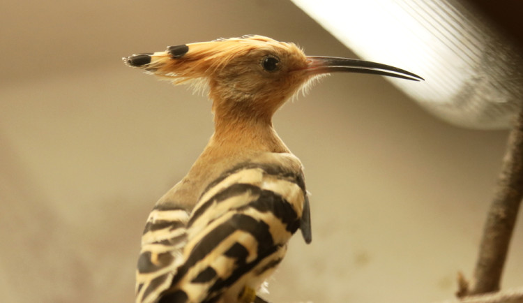 Zoo v Brně rozšířila kolekci ptáků. Přibyl i druh ohrožený válkou na Ukrajině