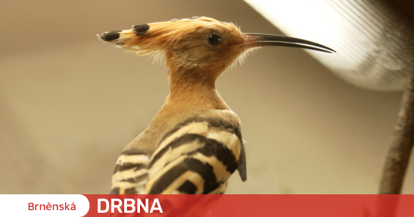Zoo v Brně rozšířila kolekci ptáků. Přibyl i druh ohrožený válkou na ...