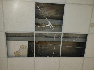 Inspekci ve znojemském Lidlu zarazily kbelíky na vodu. Stály mezi rajčaty