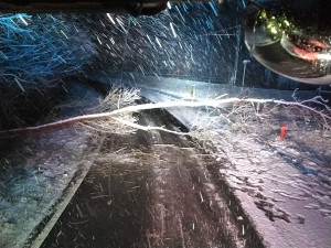 Na jižní Moravě popadaly kvůli větru desítky stromů. Nejvíce na Blanensku