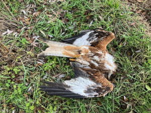 Psi ornitologů vyčmuchali na Břeclavsku otrávené orly a luňáky. Ptáky někdo otrávil