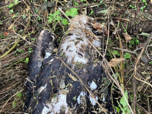 Psi ornitologů vyčmuchali na Břeclavsku otrávené orly a luňáky. Ptáky někdo otrávil