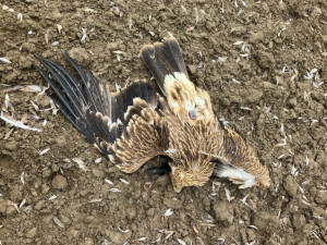 Psi ornitologů vyčmuchali na Břeclavsku otrávené orly a luňáky. Ptáky někdo otrávil