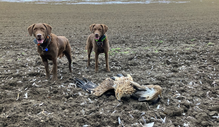 Psi ornitologů vyčmuchali na Břeclavsku otrávené orly a luňáky. Ptáky někdo otrávil