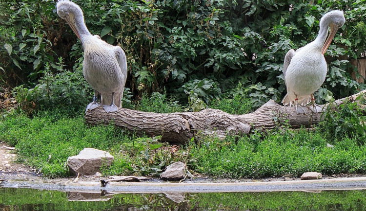 V brněnské zoo hledají náhradu za lachtany. Do oka jim padli pelikáni
