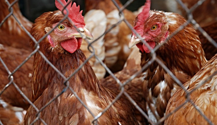 Na jižní Moravě podezřele umíraly slepice. Veterináři u Vyškova odhalili ptačí chřipku