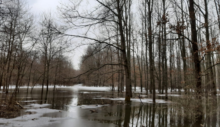 Lidé dostali zákaz vstupu do obory Soutok. Přírodní rezervaci na Břeclavsku zavalila voda