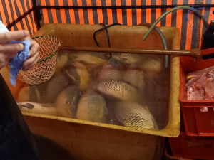 Káď s uhynulými kapry při zahájení kontroly. Vypnuté vzduchování.