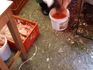 Nehygienické omývání filetu a uložení v nádobách na zemi.