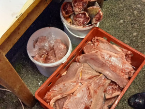 Uložení filetů, hlav a vnitřností na prodej v nádobách na zemi.