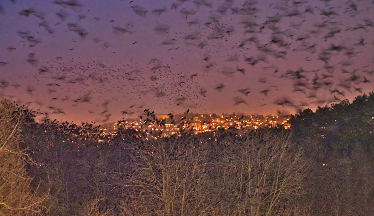 V trase plánované lanovky v Brně je nocoviště pro tisíce havranů. Ornitologové připravují petici