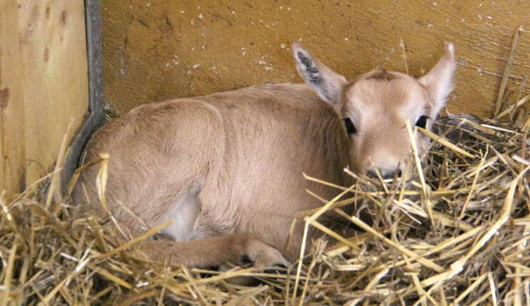 V Hodoníně se narodil vzácný přímorožec arabský, jediný svého druhu v českých zoo