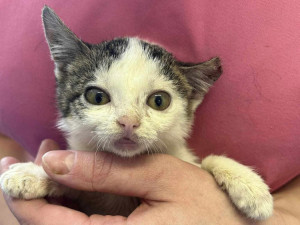 Týrané kotě vyvolalo vlnu solidarity nejen mezi Brňany. Odměna za informaci o pachateli je 70 tisíc