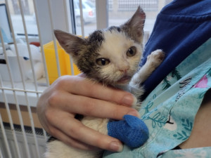 Týrané kotě vyvolalo vlnu solidarity nejen mezi Brňany. Odměna za informaci o pachateli je 70 tisíc