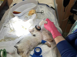 Týrané kotě vyvolalo vlnu solidarity nejen mezi Brňany. Odměna za informaci o pachateli je 70 tisíc