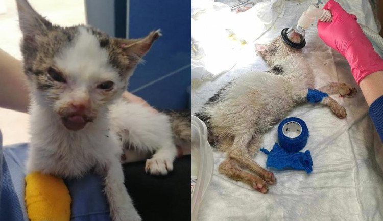 Týrané kotě vyvolalo vlnu solidarity nejen mezi Brňany. Odměna za informaci o pachateli je 70 tisíc