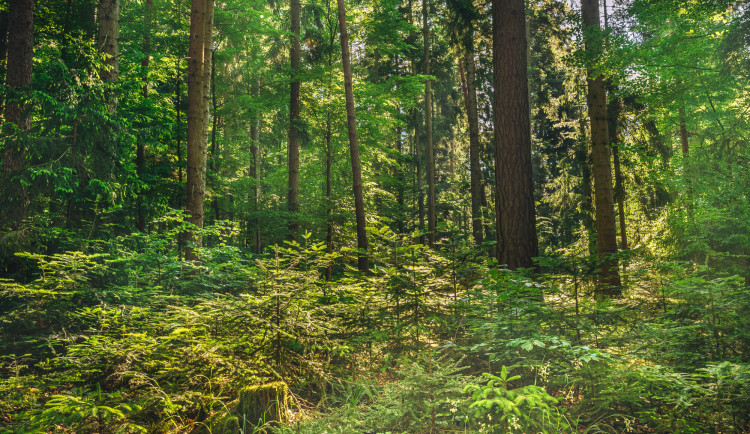 Nestupujte do lesa na severu Brna, vyzývají odborníci. Leníci kácí stromy napadené kůrovcem