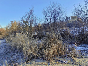 Okolí oblíbeného rybníka u Břeclavi zarůstá. Nadšenci vodní plochu zvelebí a obnoví pláž