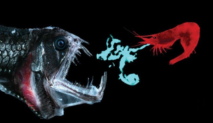 Brněnští vědci jsou o krok dál ve výzkumu nádorů, a to díky světélkujícím hlubokomořským krevetám