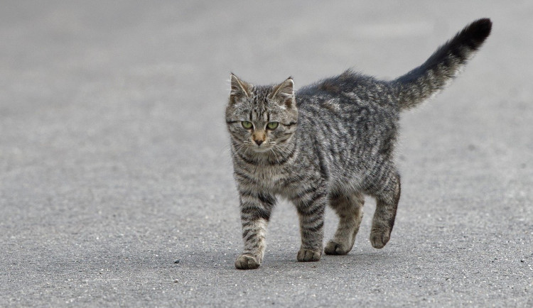 V Blansku přibývá toulavých koček. Město finančně podpoří jejich kastraci
