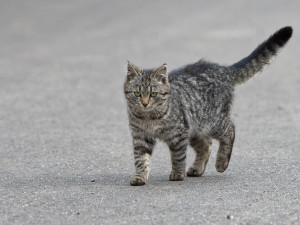 V Blansku přibývá toulavých koček. Město finančně podpoří jejich kastraci