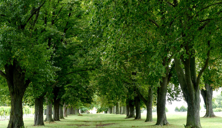 Lidé na jihu Moravy si zvolili nejoblíbenější alej. Lipové stromořadí vede k poutnímu místu