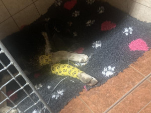 Pes, kterého někdo střelil do hlavy a pohřbil zaživa, se na brněnské veterině zotavil a půjde domů