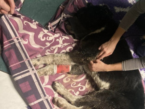 Pes, kterého někdo střelil do hlavy a pohřbil zaživa, se na brněnské veterině zotavil a půjde domů