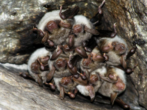 Odborníci v Podyjí sčítali netopýry. Daří se tam ohroženému druhu, zjistili