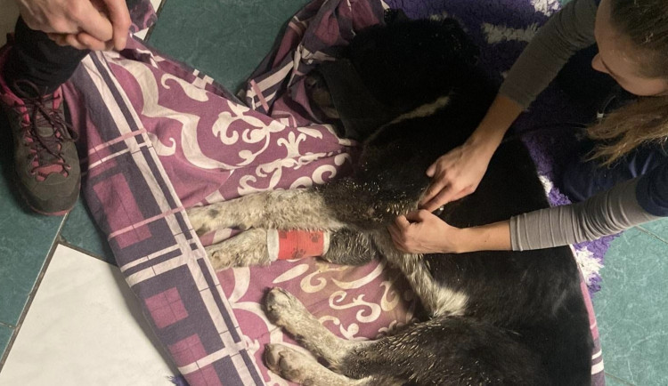 Pes, kterého někdo střelil do hlavy a pohřbil zaživa, se na brněnské veterině zotavil a půjde domů