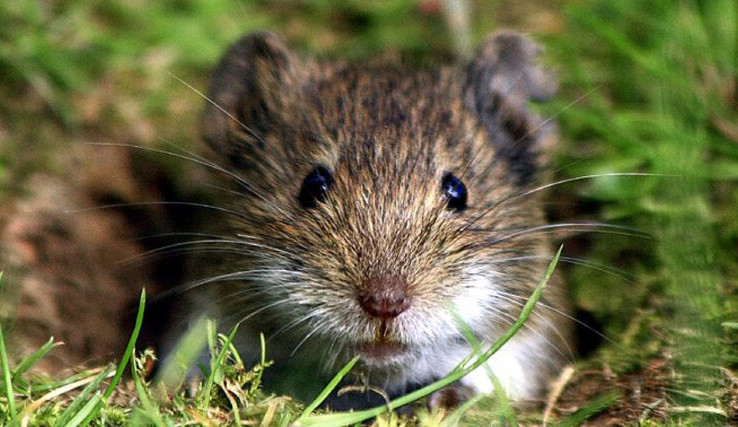 Na jihu Moravy se přes zimu přemnožili hraboši. Ohrožují úrodu na polích