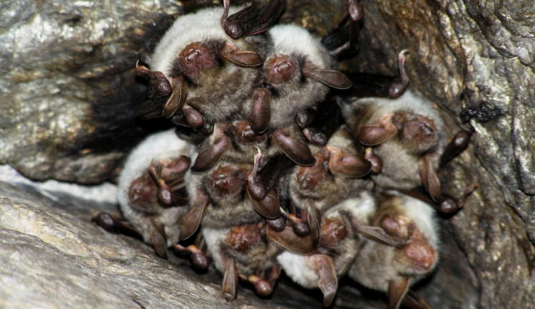 Odborníci v Podyjí sčítali netopýry. Daří se tam ohroženému druhu, zjistili
