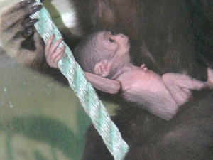 V hodonínské zoo se narodilo roztomilé mládě gibona. Matka si ho pečlivě hlídá