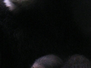 V hodonínské zoo se narodilo roztomilé mládě gibona. Matka si ho pečlivě hlídá