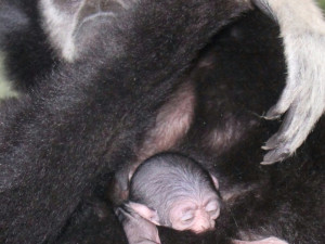 V hodonínské zoo se narodilo roztomilé mládě gibona. Matka si ho pečlivě hlídá