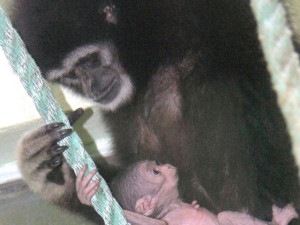 V hodonínské zoo se narodilo roztomilé mládě gibona. Matka si ho pečlivě hlídá