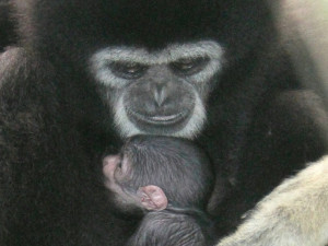 V hodonínské zoo se narodilo roztomilé mládě gibona. Matka si ho pečlivě hlídá