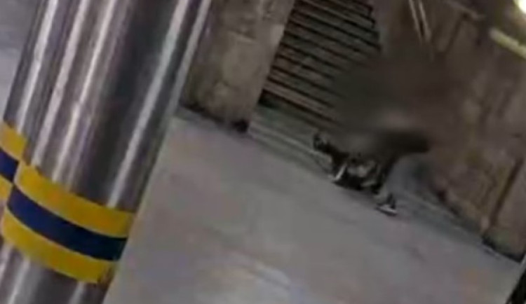 VIDEO: Mladík v Brně omotal ženě šálu kolem krku. Vláčel ji a mlátil s ní o zem