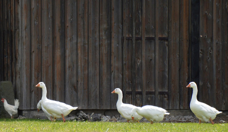 Chovateli na Znojemsku pošly husy a slepice. Veterináři potvrdili ptačí chřipku