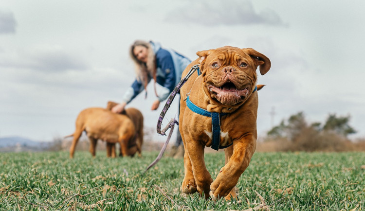V Břeclavi upraví volný pohyb psů. Pro páníčky vytvořili mapu míst, kde mohou mazlíčky venčit bez vodítka