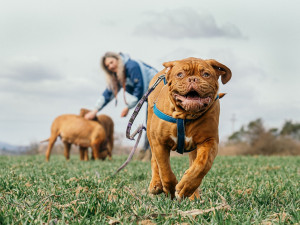 V Břeclavi upraví volný pohyb psů. Pro páníčky vytvořili mapu míst, kde mohou mazlíčky venčit bez vodítka