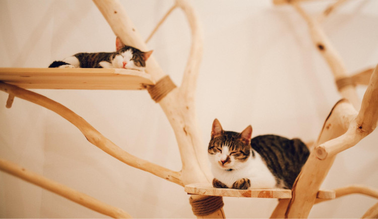 Kočičí kavárnu bez adopcí bychom dělat nechtěli, říkají majitelé brněnského Pelíšku