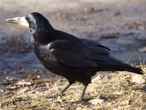 Ornitologové spustili petici proti stavbě brněnské lanovky. Měla by podle nich devastující vliv na ptáky