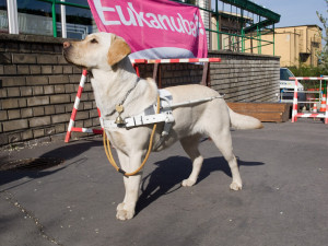 Nevidomému muži se ztratil vodicí pes. Strážníci mu parťáka našli za dvě minuty