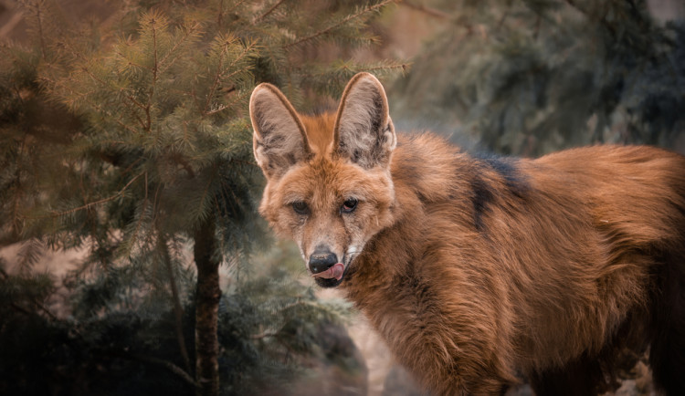 Brněnská zoo přivítala rezavá vlčí trojčata. Fena to zvládá skvěle, radují se chovatelé