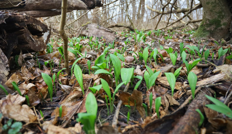 Na jihu Moravy už raší první lístky medvědího česneku. Může za to rekordně teplý únor