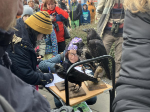 Brňané pozorovali přelety ptactva nad Brnem. Zimní nocoviště krkavcovitých ohrožuje plánovaná stavba lanovky